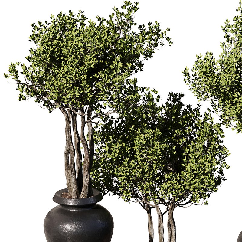 Indoor Plant Set56 – olive in old pot Image 2