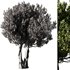 Olive Tree Set14 - Thumbnail 3