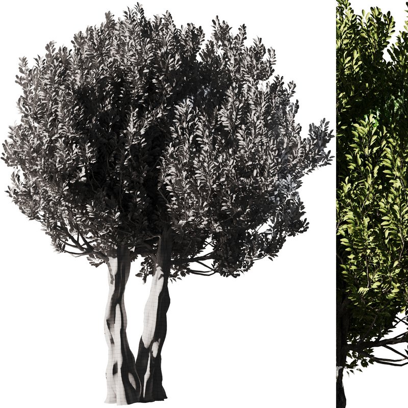 Olive Tree Set14 Image 3