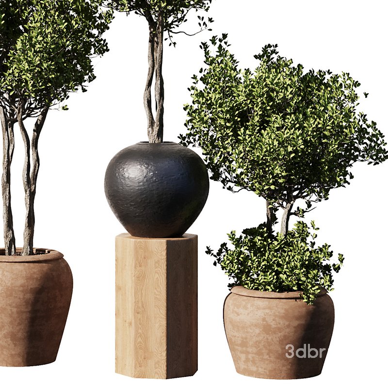 Indoor Plant Set56 – olive in old pot Image 3