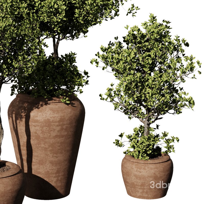 Indoor Plant Set55 – Olive in pot Image 4