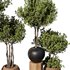 Indoor Plant Set56 – olive in old pot - Thumbnail 4