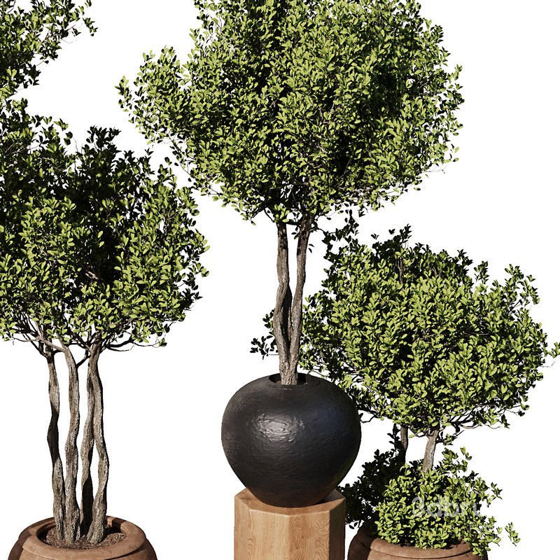 Indoor Plant Set56 – olive in old pot Image 4