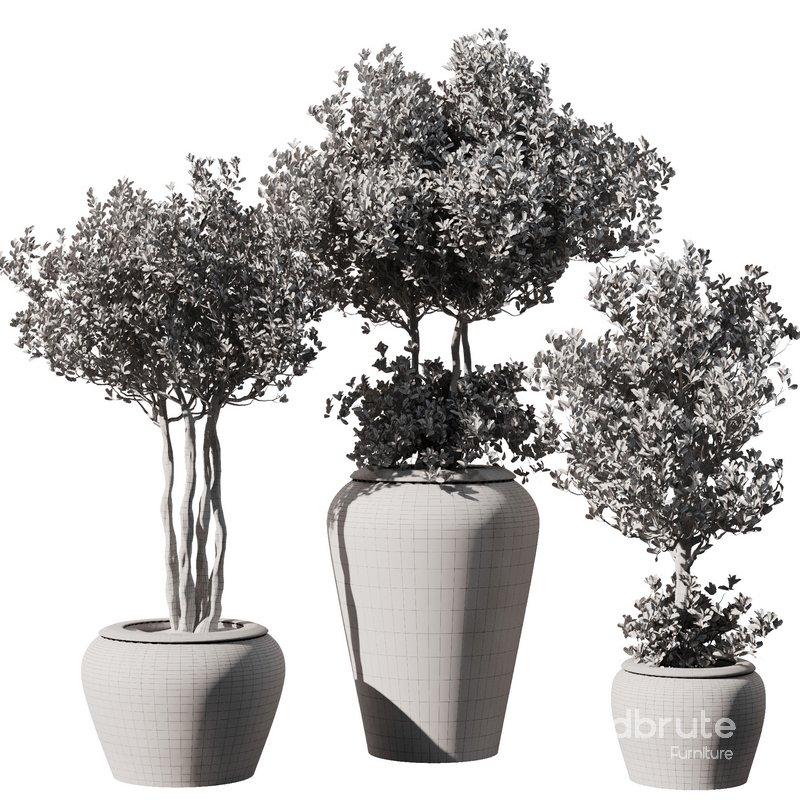 Indoor Plant Set55 – Olive in pot Image 5