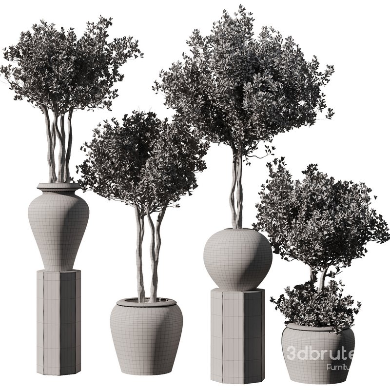 Indoor Plant Set56 – olive in old pot Image 5