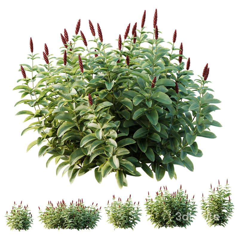 HQ Plants Costus Speciosus Bulbs Crape Malay Ginger Image 1