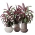 HousePlants Calathea Rufibarba Elbergrass Velvet Affordable - Thumbnail 1