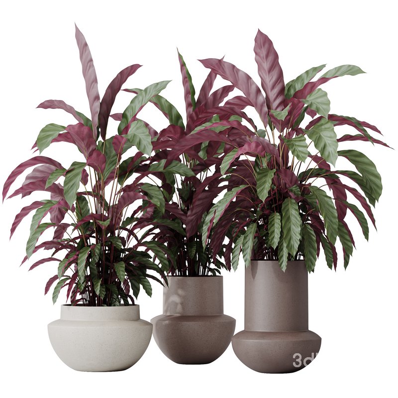 HousePlants Calathea Rufibarba Elbergrass Velvet Affordable Image 1