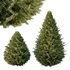 Spruce Tree06 - Thumbnail 1