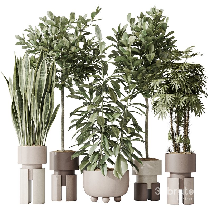 Indoor plant set 46 Image 1