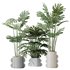 HousePlants Elegant Monstera Deliciosa Large Leaf Form Swiss Cheese Set04 - Thumbnail 1