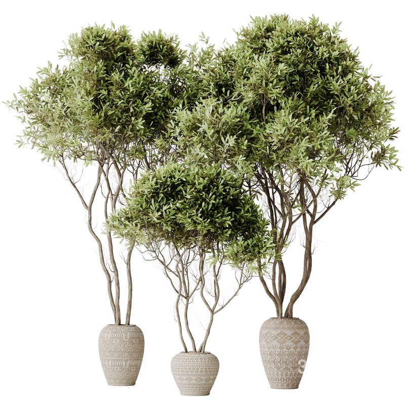 HQ HousePlants Mission Kalamata Leccino Arbequina Wilsonii Chemlali Olive Set17 Image 2