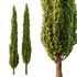 Italian Cypress Tree06 - Thumbnail 1