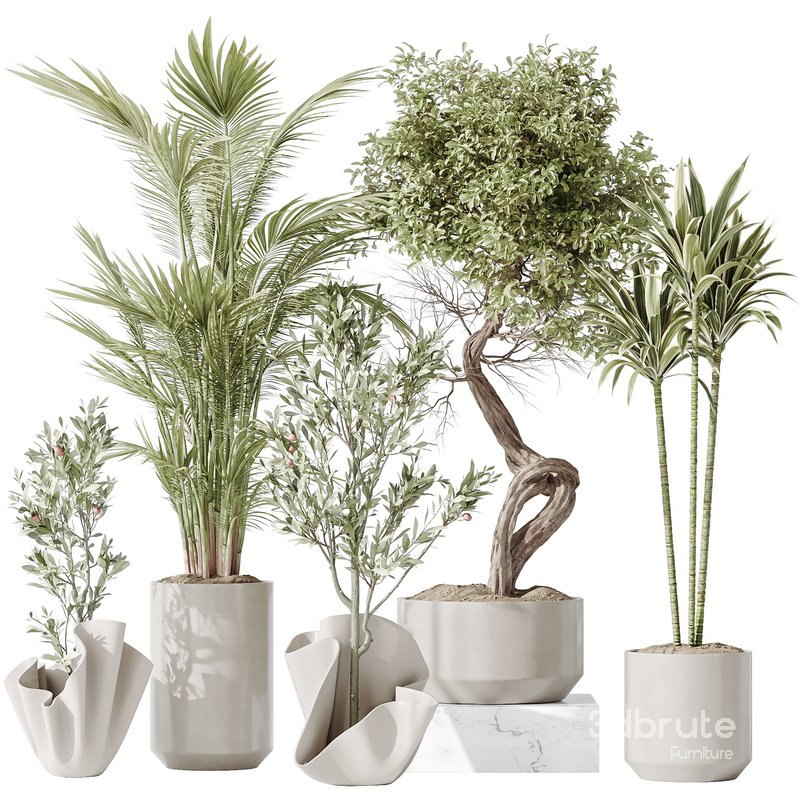 Indoor plant set 33 Image 5