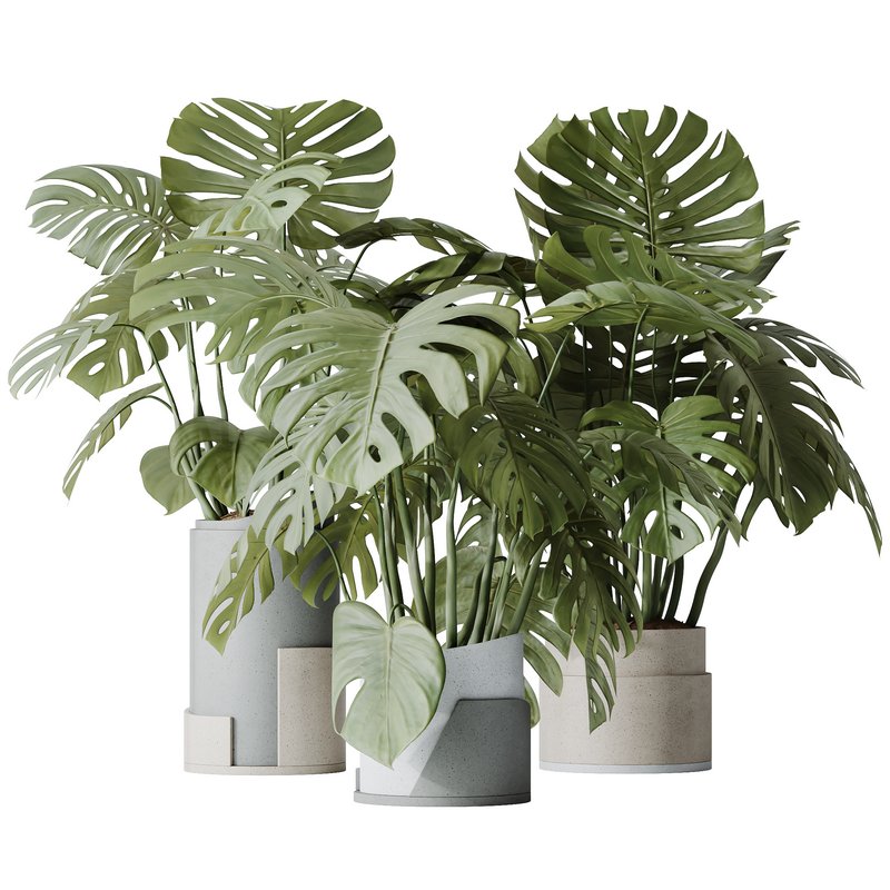 HousePlants Elegant Monstera Deliciosa Large Leaf Form Swiss Cheese Set03 Image 2