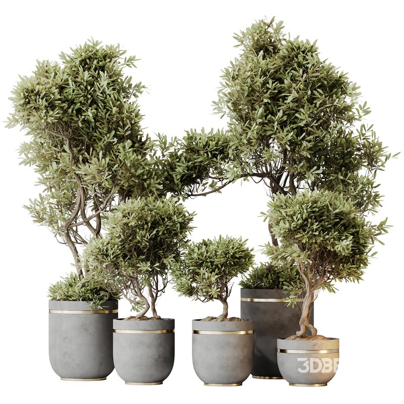 HQ HousePlants Mission Kalamata Leccino Arbequina Wilsonii Chemlali Olive Set 22 Image 1