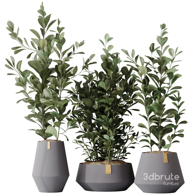 HousePlants Ficus Microcarpa Moclame Indian Laurel Set01 Image 2
