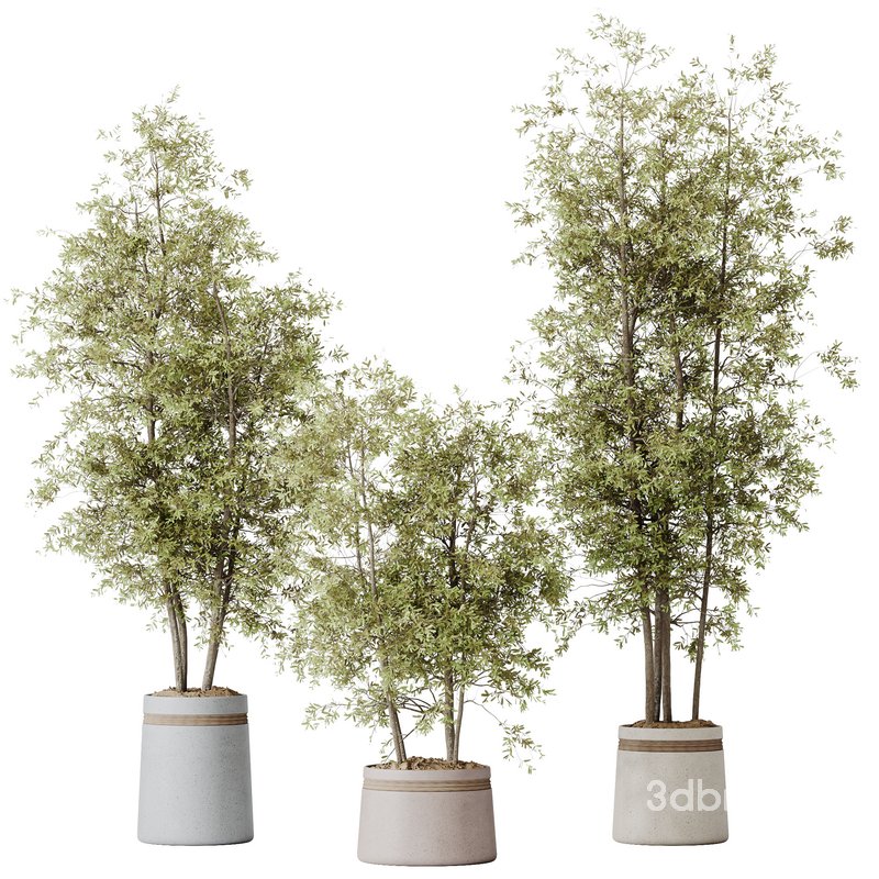 HousePlants Mission Kalamata Leccino Arbequina Wilsonii Chemlali Olive Set12 Image 1