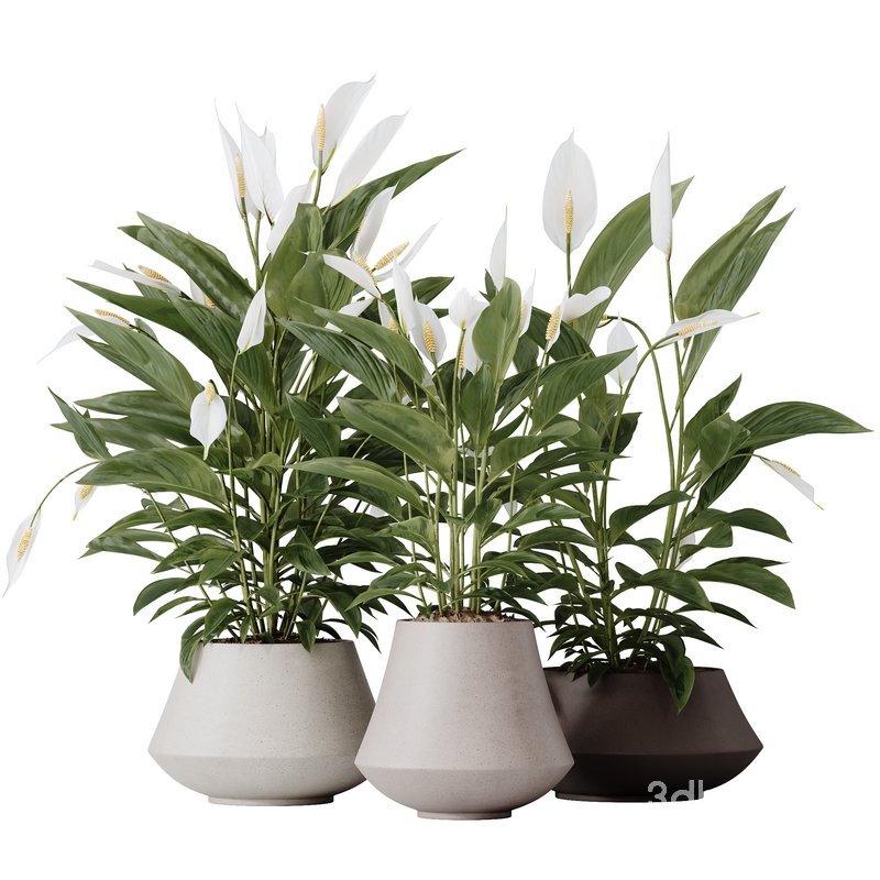 HQ HousePlants Spathiphyllum Wallisii Bellini Peace Lily Domino Image 1