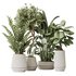 Indoor Plants Set 41 - Thumbnail 1
