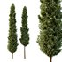 Italian Cypress Tree07 - Thumbnail 1