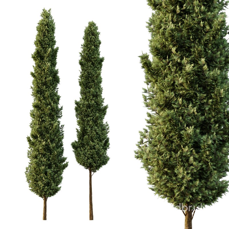 Italian Cypress Tree07 Image 1