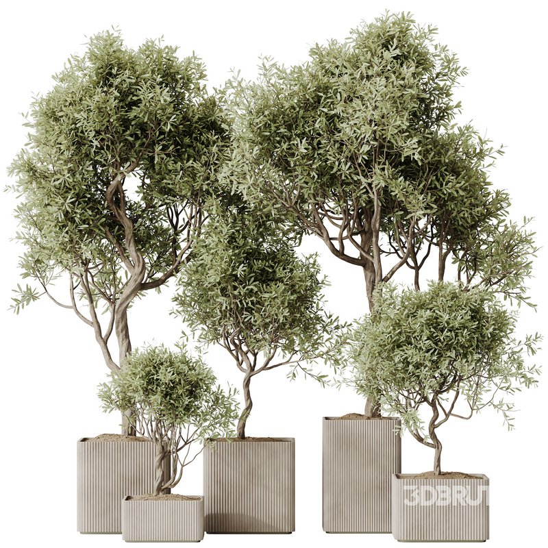 HQ HousePlants Mission Kalamata Leccino Arbequina Wilsonii Chemlali Olive Set 23 Image 1