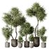 HQ HousePlants Mission Kalamata Leccino Arbequina Wilsonii Chemlali Olive Set 20 - Thumbnail 1