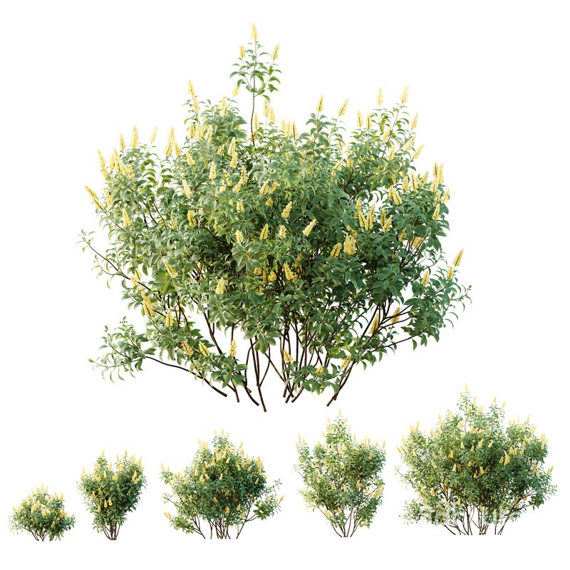 HQ Plants Kapebonavista Pachystachys Lutea Golden Shrimp Image 1