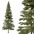 Spruce Tree05 - Thumbnail 1
