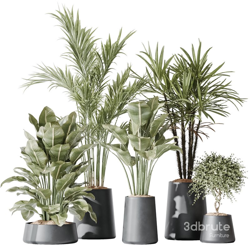 Indoor plant set 30 Image 1