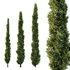 Italian Cypress Tree03 - Thumbnail 1