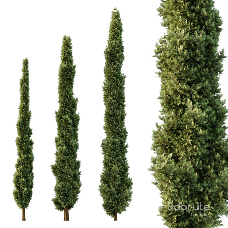 Italian Cypress Tree03 Image 1
