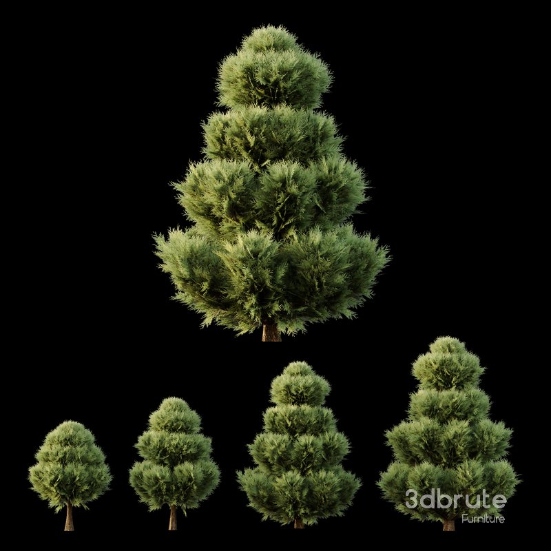 Italian Cypres Bush02 Image 1