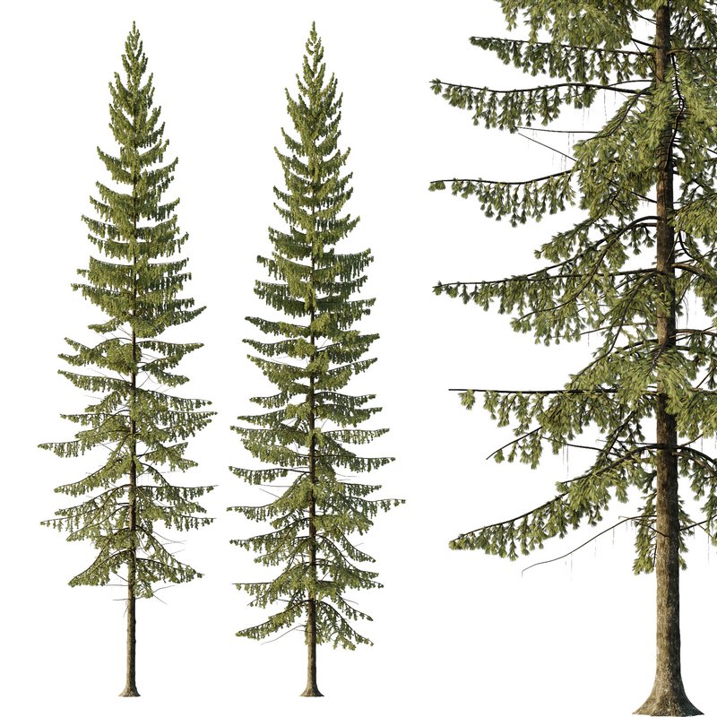 Spruce Tree03 Image 1