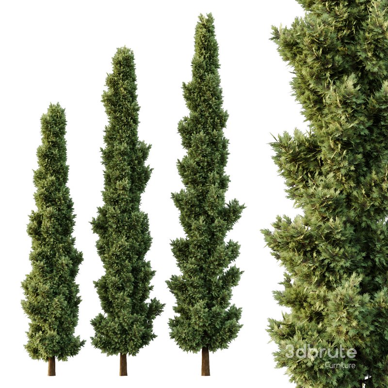 Italian Cypress Tree05 Image 1