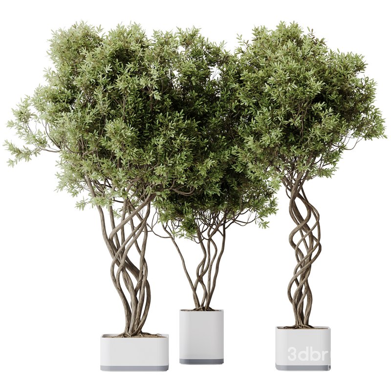 HQ HousePlants Mission Kalamata Leccino Arbequina Wilsonii Chemlali Olive Set16 Image 1