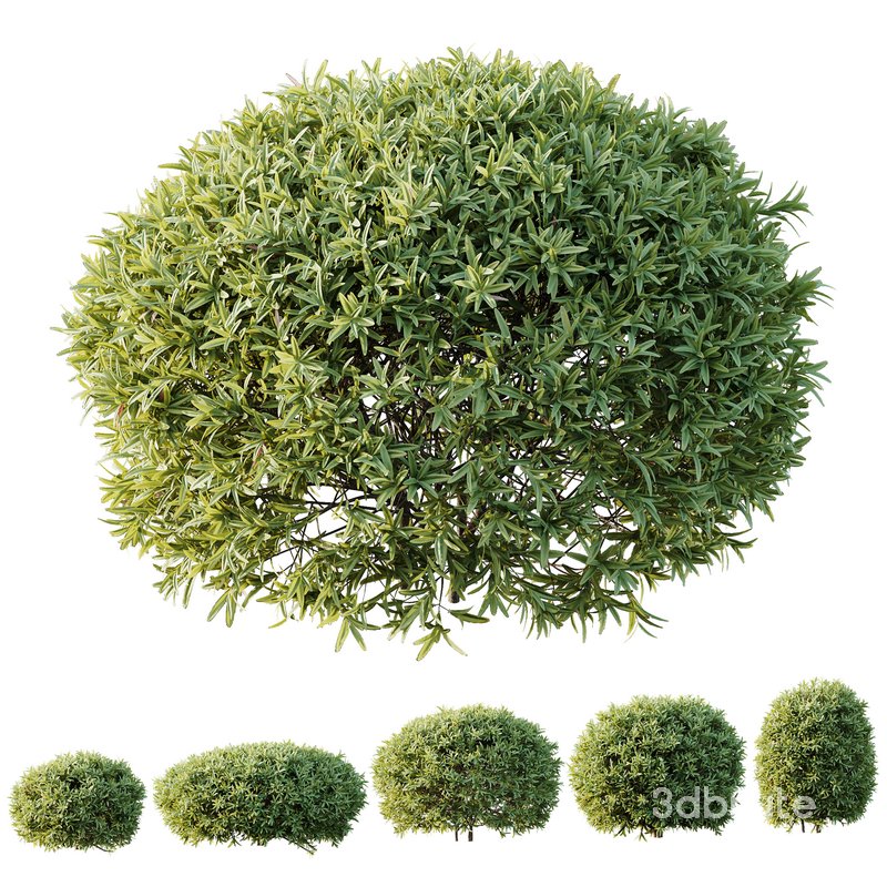 HQ Plants Phillyrea Angustifolia Rosemarinifolia Nana Architectural Image 1