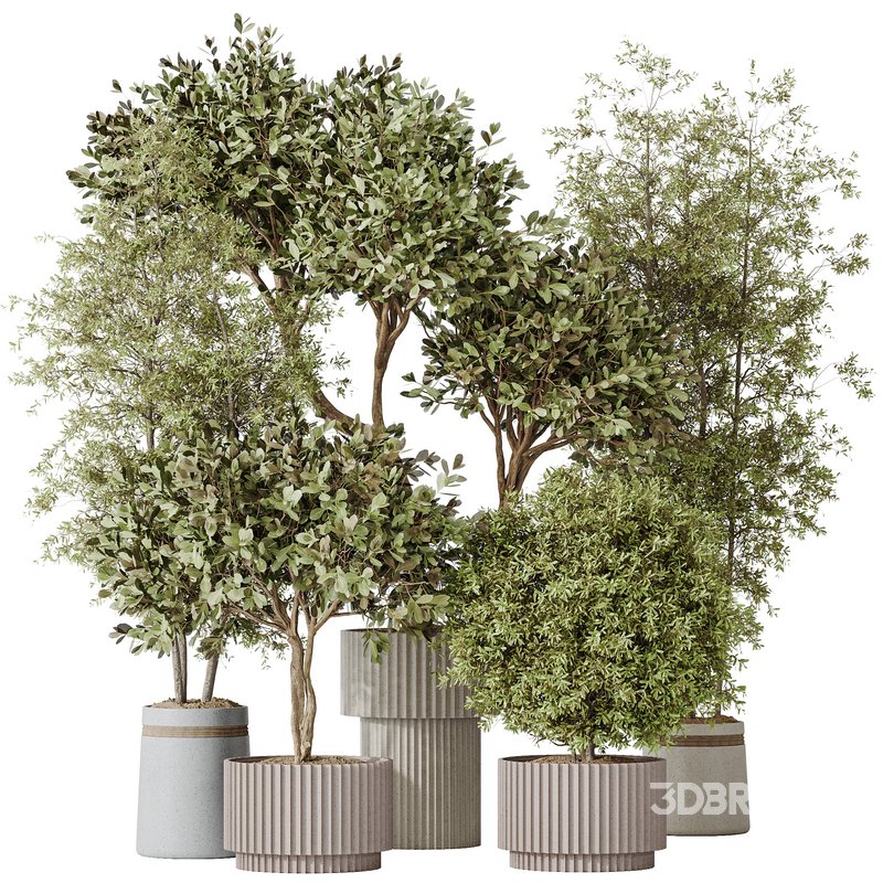 Indoor plant set 55 Image 1