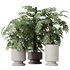 HousePlants Elegant Monstera Deliciosa Large Leaf Form Swiss Cheese Set02 - Thumbnail 1