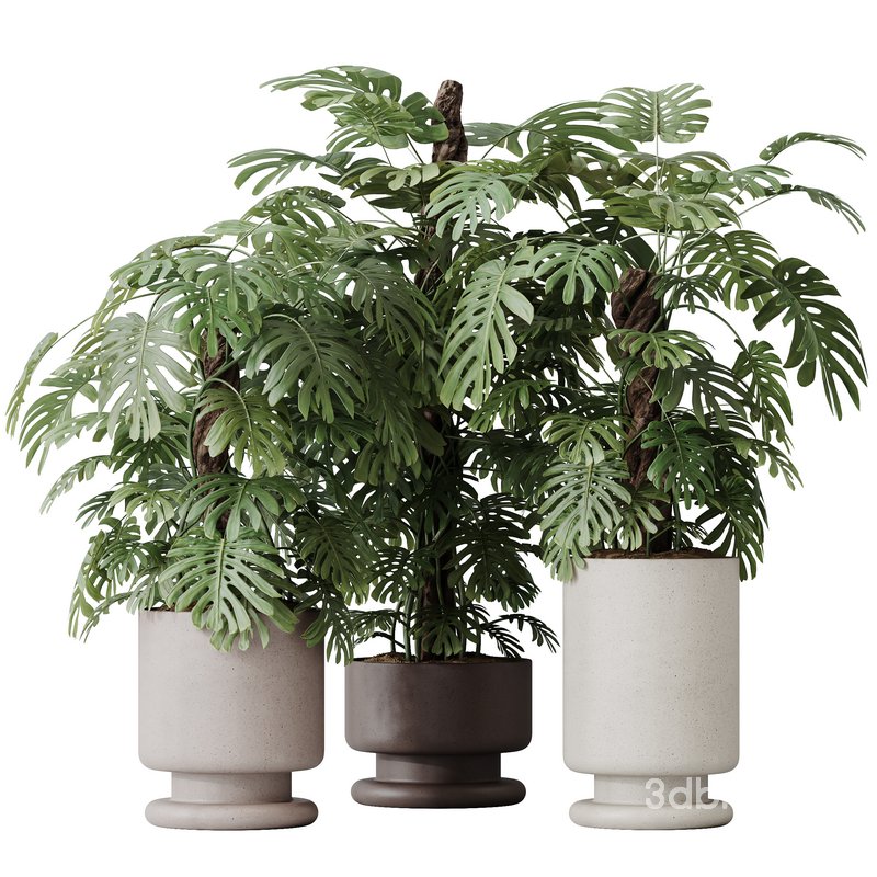 HousePlants Elegant Monstera Deliciosa Large Leaf Form Swiss Cheese Set02 Image 1