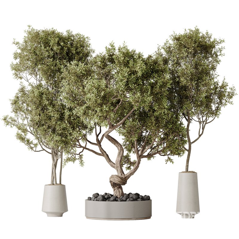 Indoor plant set 54 Image 1