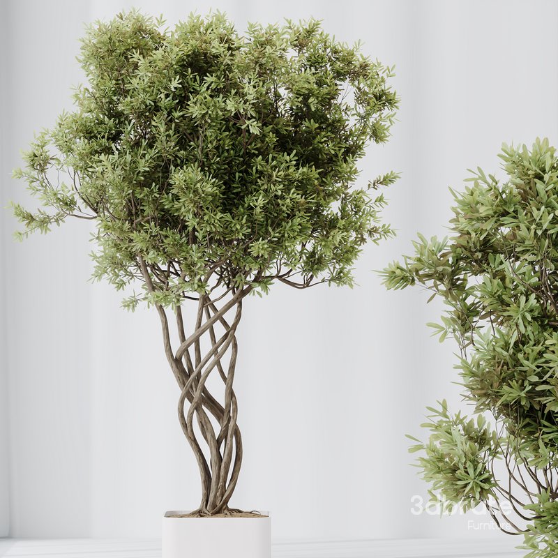 HQ HousePlants Mission Kalamata Leccino Arbequina Wilsonii Chemlali Olive Set16 Image 2