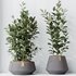 HousePlants Ficus Microcarpa Moclame Indian Laurel Set01 - Thumbnail 3