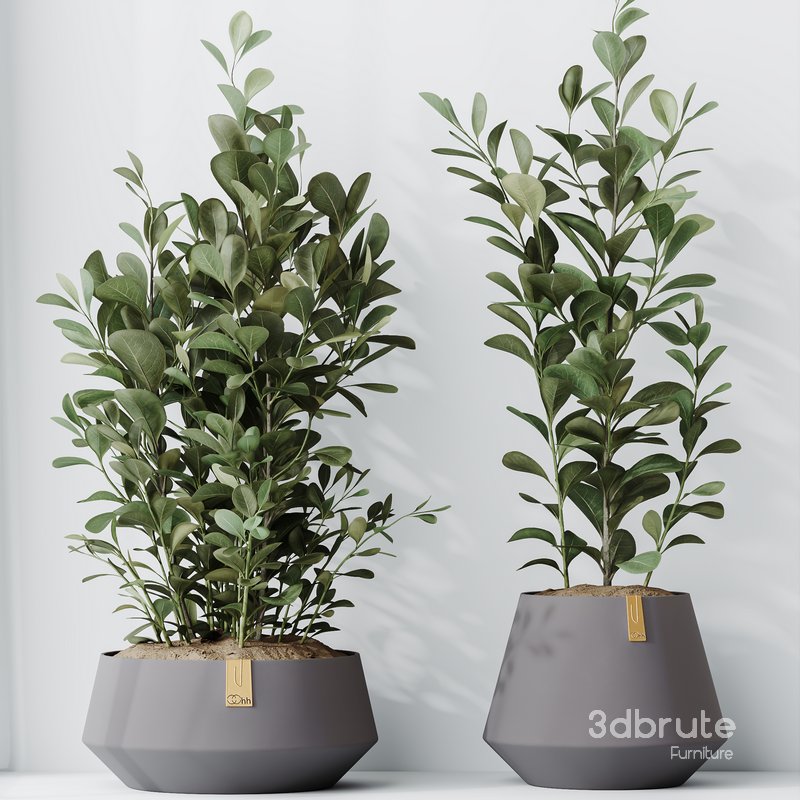 HousePlants Ficus Microcarpa Moclame Indian Laurel Set01 Image 3