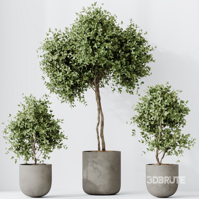 HousePlants Mission Kalamata Leccino Arbequina Wilsonii Chemlali Olive Set19 Image 2