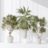 Indoor plant set 34 - Thumbnail 1