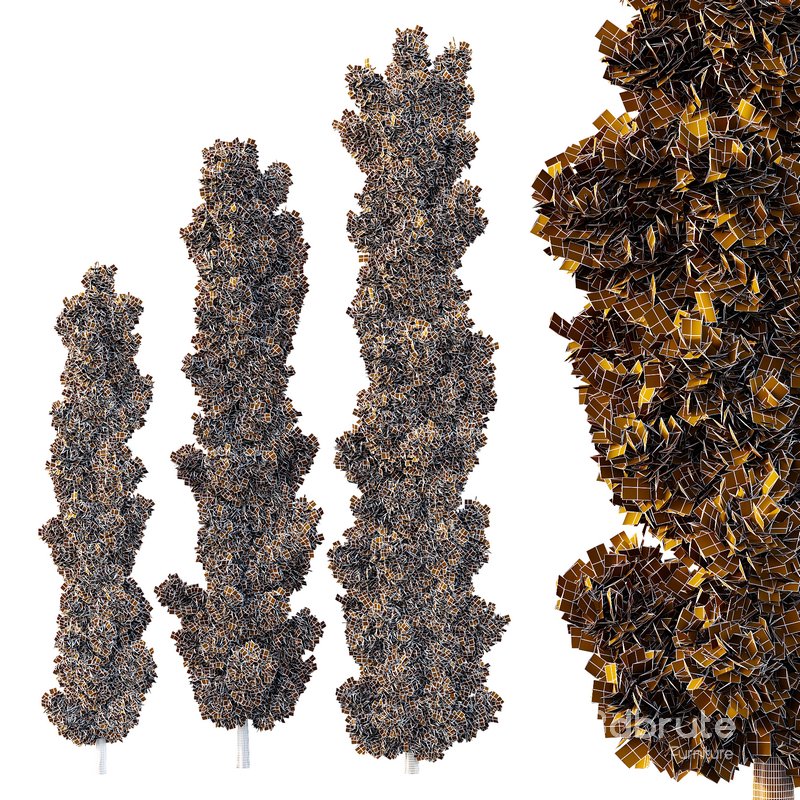 italian Cypress Tree04 Image 2