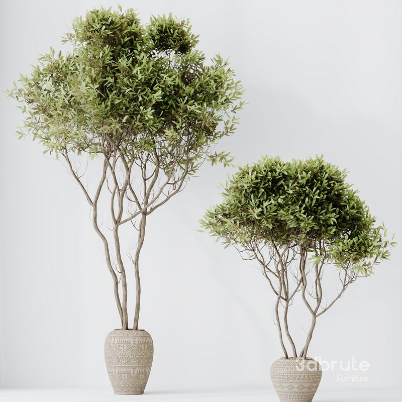 HQ HousePlants Mission Kalamata Leccino Arbequina Wilsonii Chemlali Olive Set17 Image 1