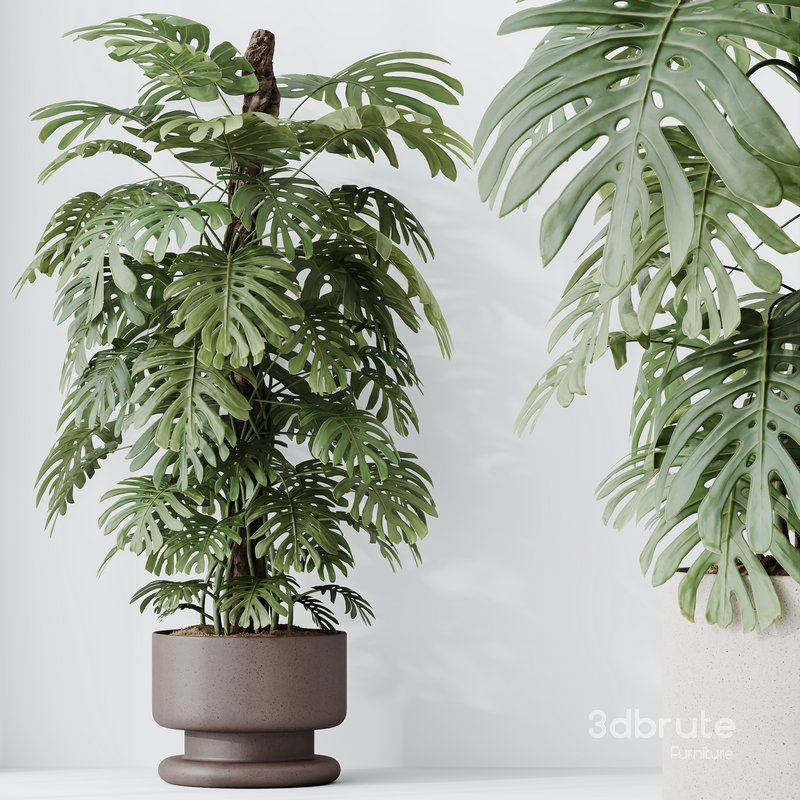 HousePlants Elegant Monstera Deliciosa Large Leaf Form Swiss Cheese Set02 Image 3